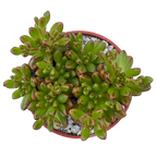 Aeonium sedifolium
