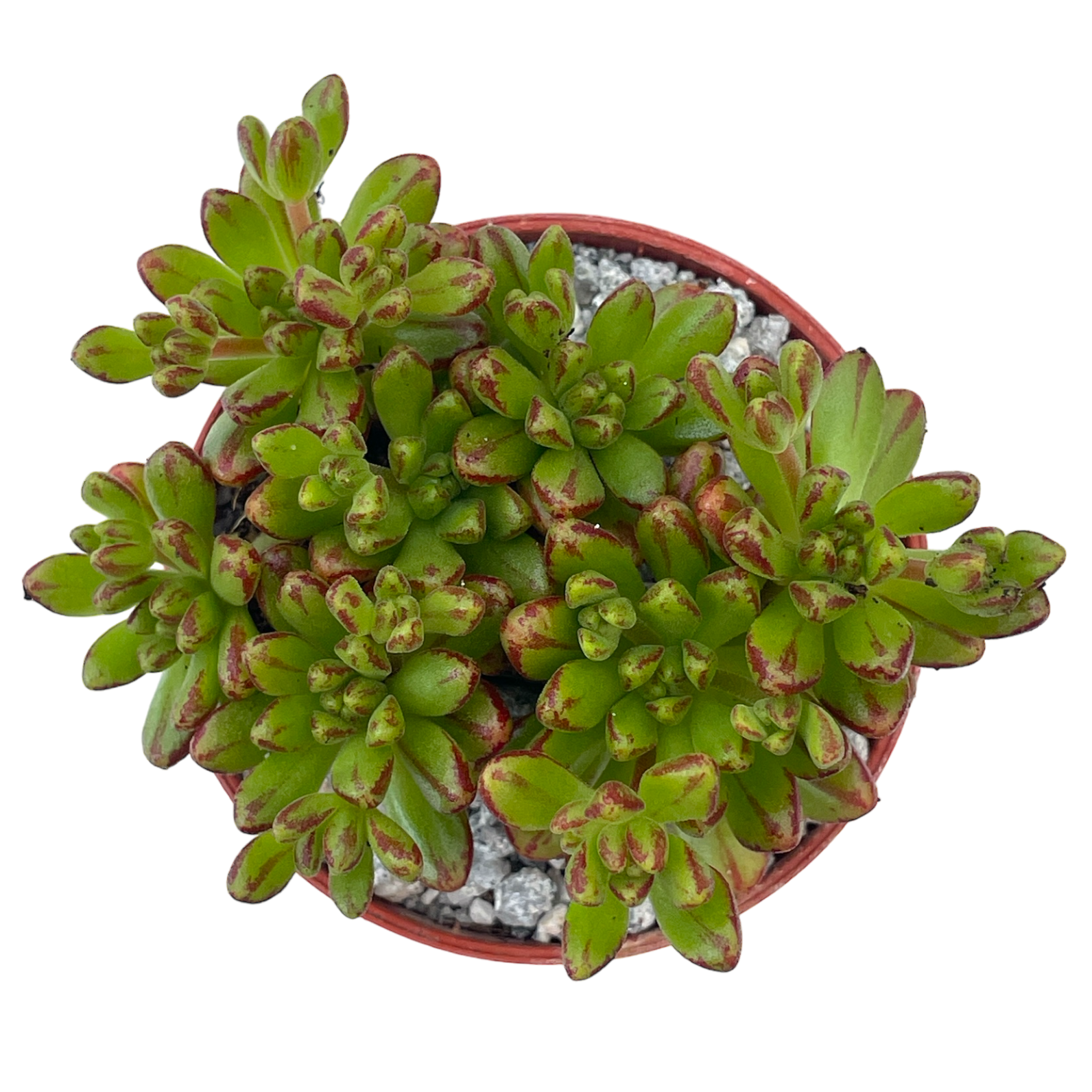Aeonium sedifolium