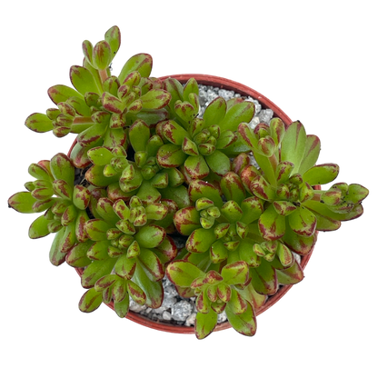Aeonium sedifolium