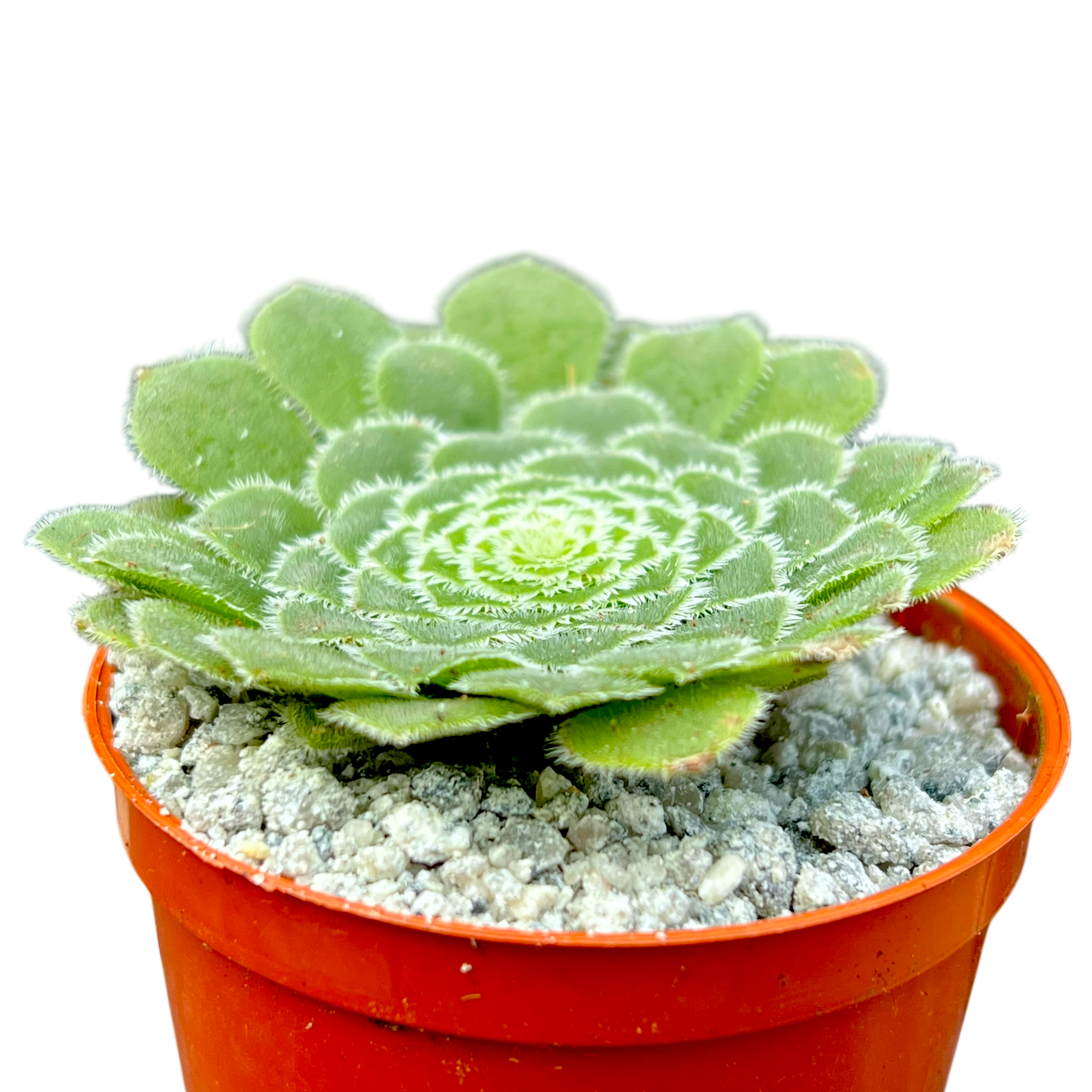 アエオニウム・タブイフォルメ – Surreal Succulents