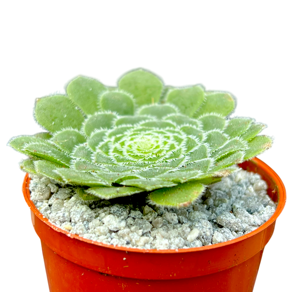 Aeonium tabuliforme