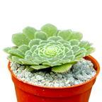 Aeonium tabuliforme