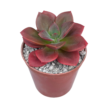 Echeveria 'Chroma'