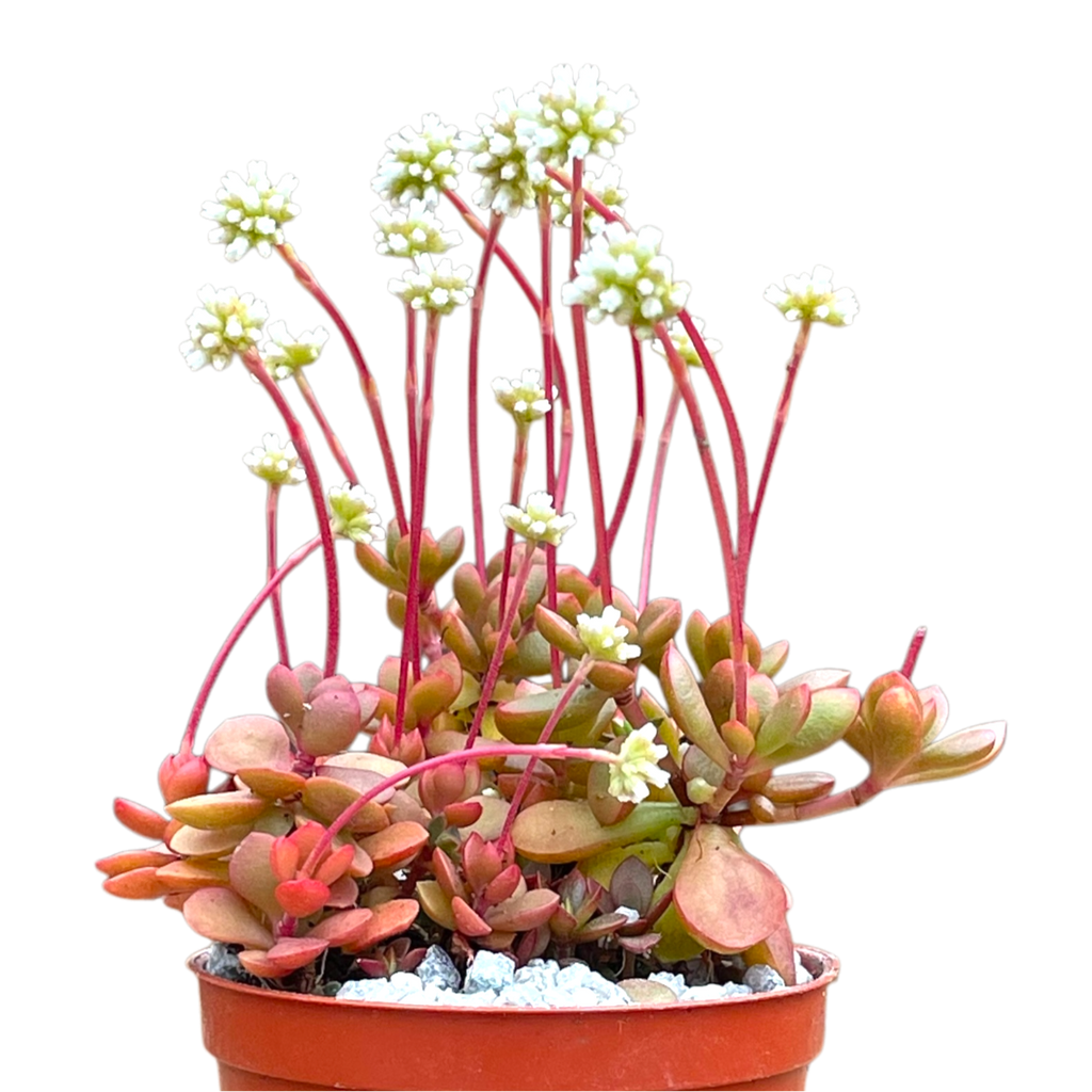 Crassula pubescens ssp. radicans