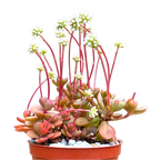 Crassula pubescens ssp. radicans