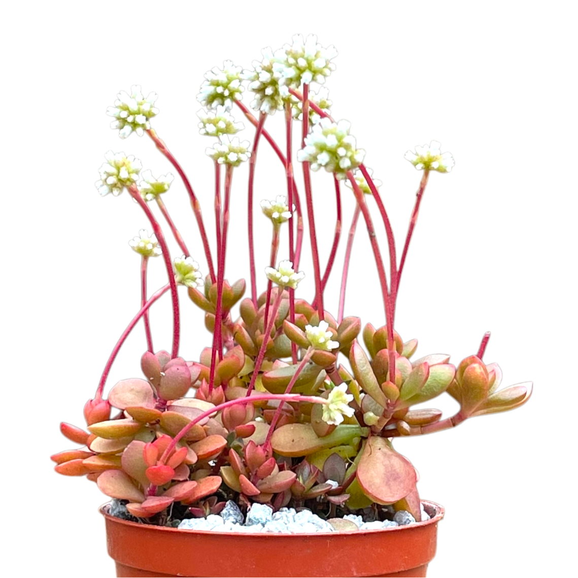 Crassula pubescens ssp. radicans