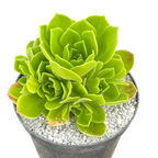 Aeonium 'Goblin'