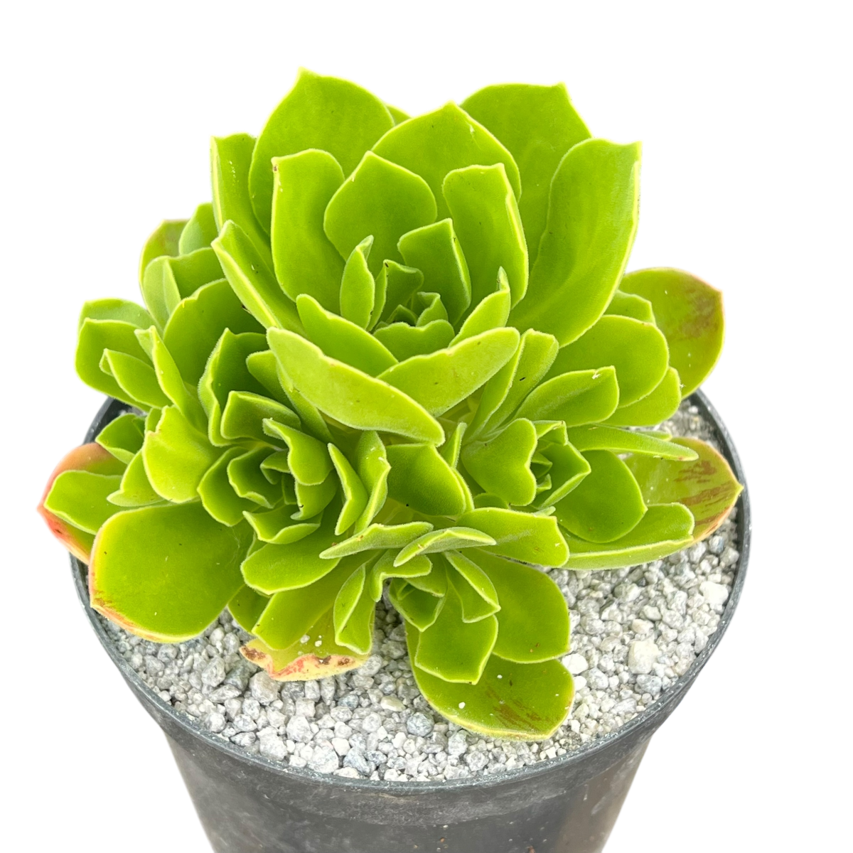 Aeonium 'Goblin'