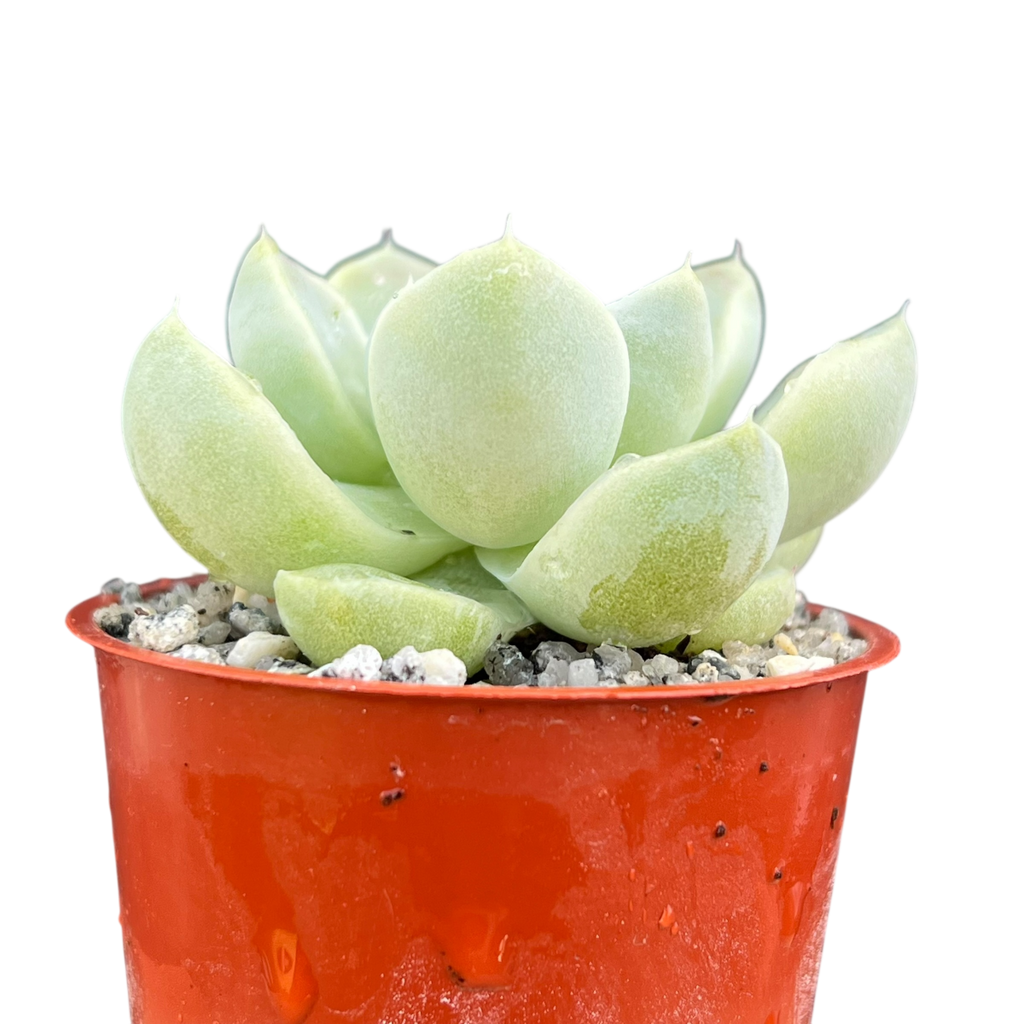 Echeveria albicans