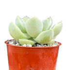 Echeveria albicans