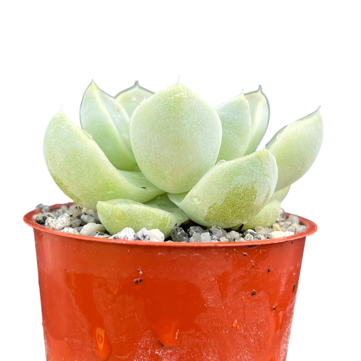 Echeveria albicans