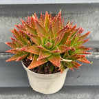 Aloe mitriformis