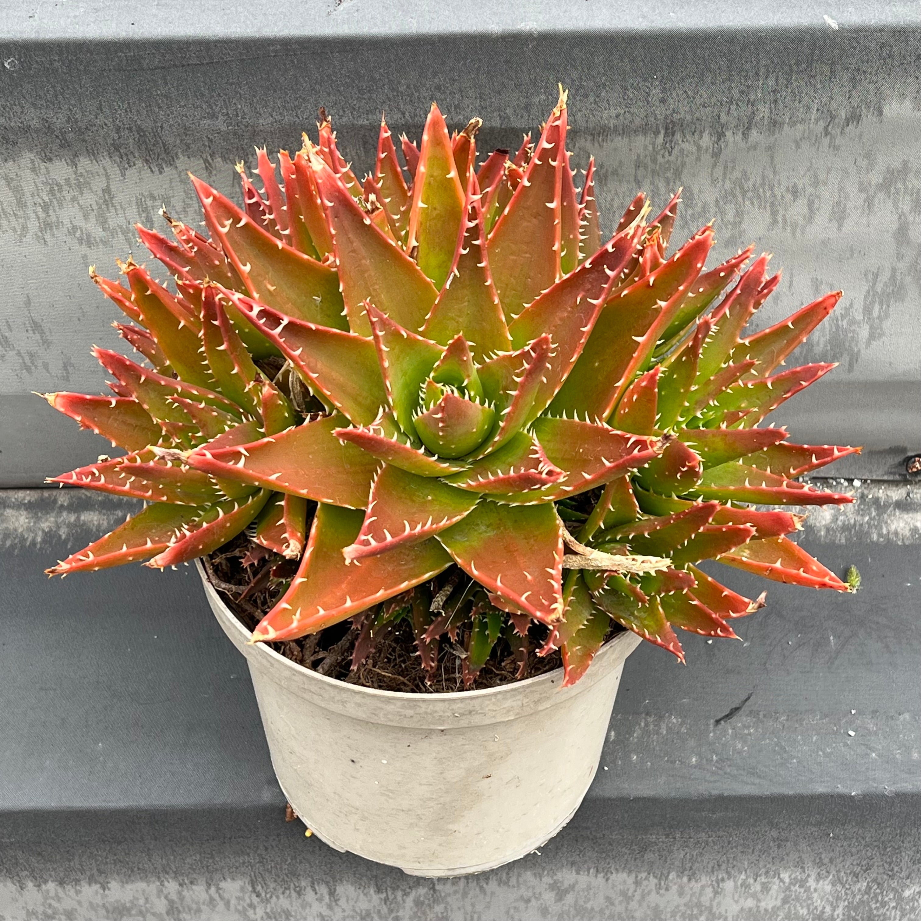 Aloe mitriformis