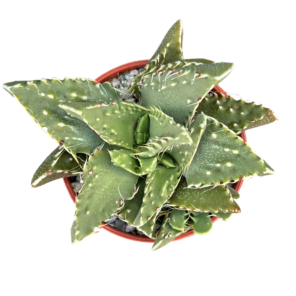 Faucaria tigrina