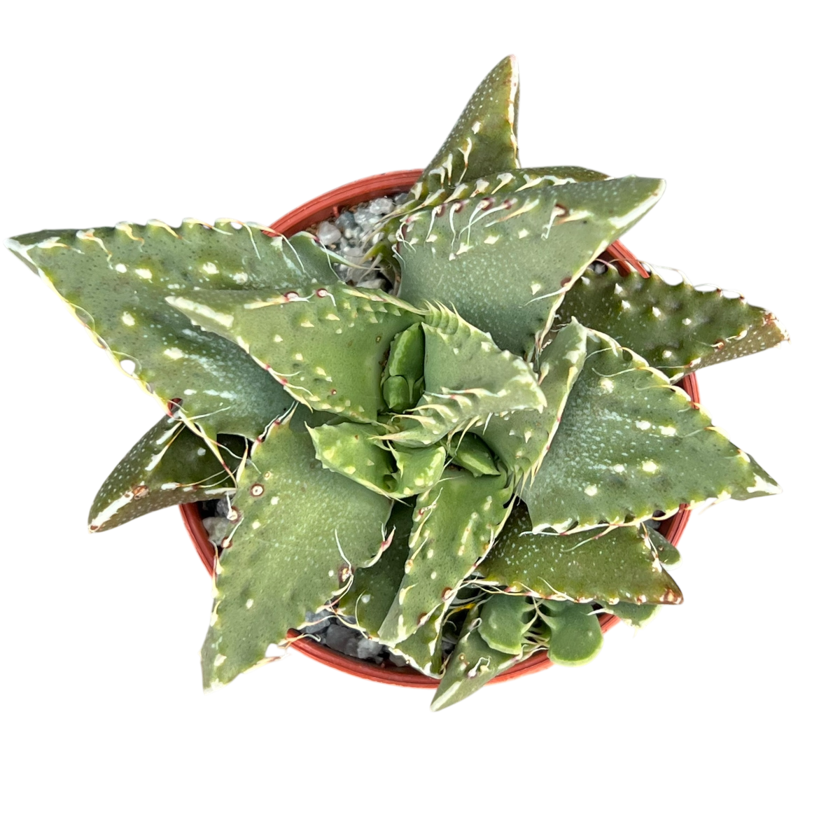 Faucaria tigrina