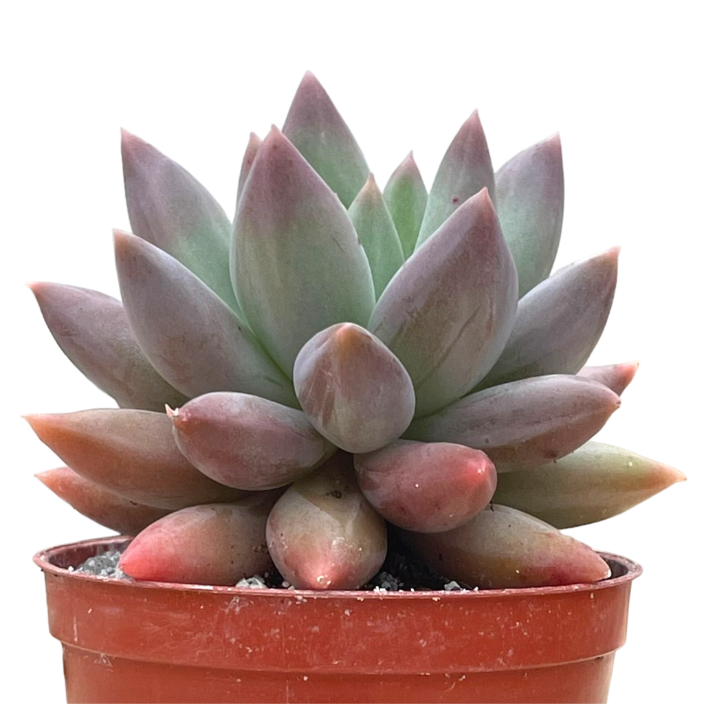 x パキベリア 'エンジェルズフィンガー' – Surreal Succulents x パキベリア 'エンジェルズフィンガー' – Surreal Succulents