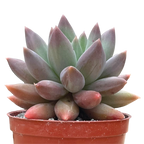 x Pachyveria 'Angel's Finger'