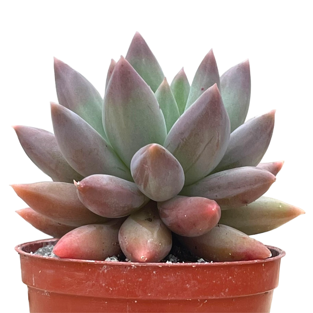 x Pachyveria 'Angel's Finger'