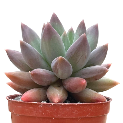 x Pachyveria 'Angel's Finger'