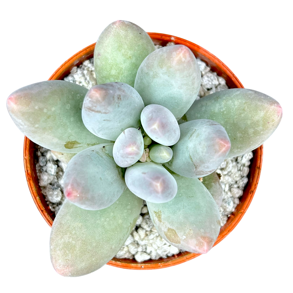 Pachyphytum 'Twilight'
