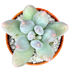 Pachyphytum 'Twilight'