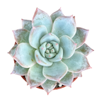 Echeveria 'Blue Bird'