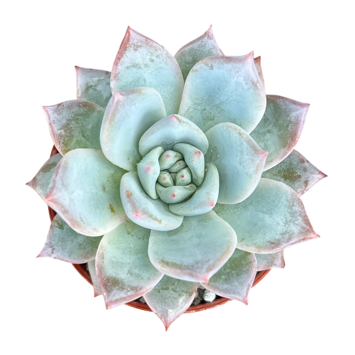 Echeveria 'Blue Bird'