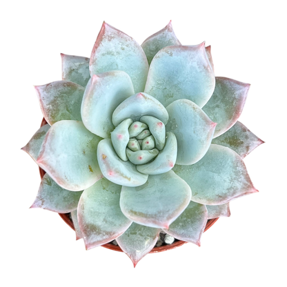 Echeveria 'Blue Bird'