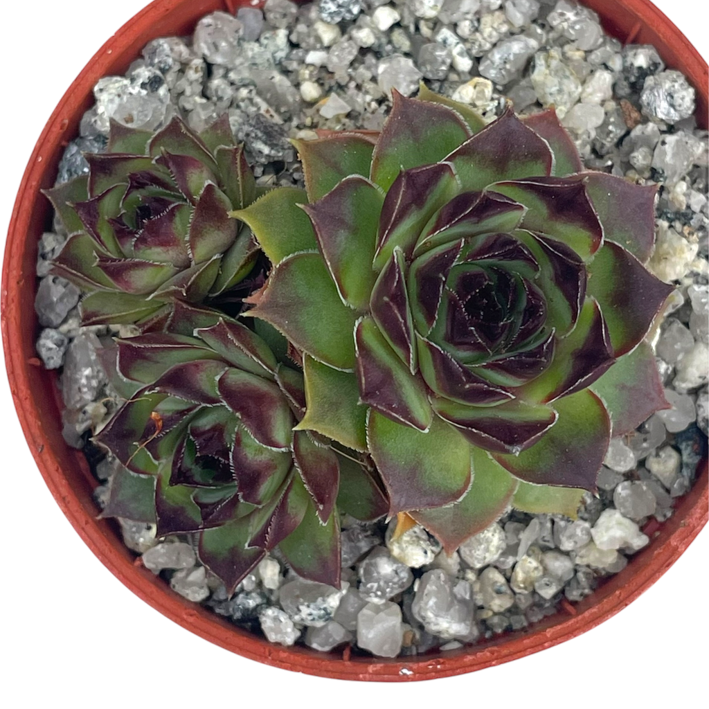 Sempervivum 'Brown Owl'