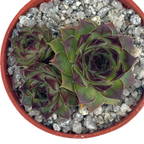 Sempervivum 'Brown Owl'