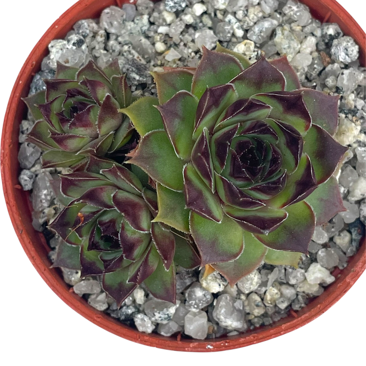 Sempervivum 'Brown Owl'