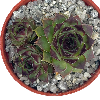 Sempervivum 'Brown Owl'
