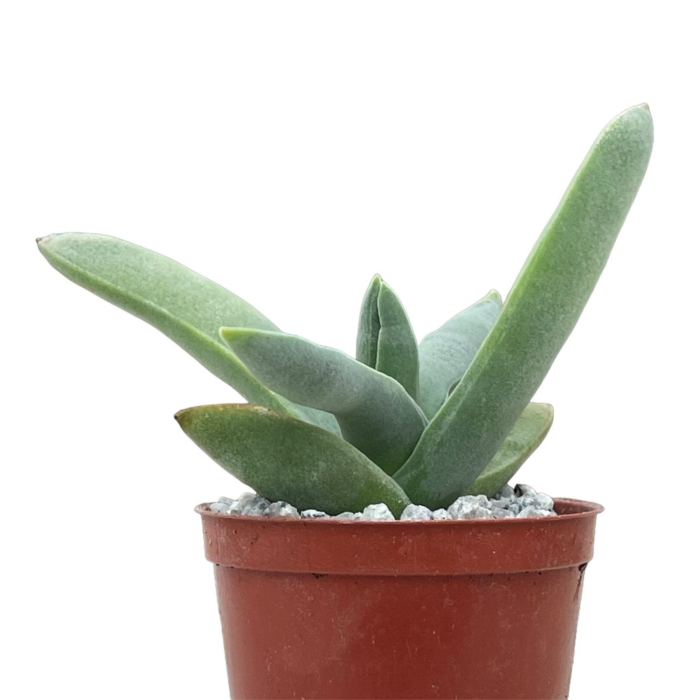 Crassula falcata (Airplane Plant)