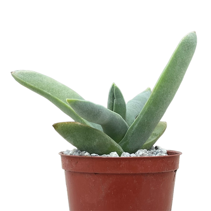 Crassula falcata (Airplane Plant)