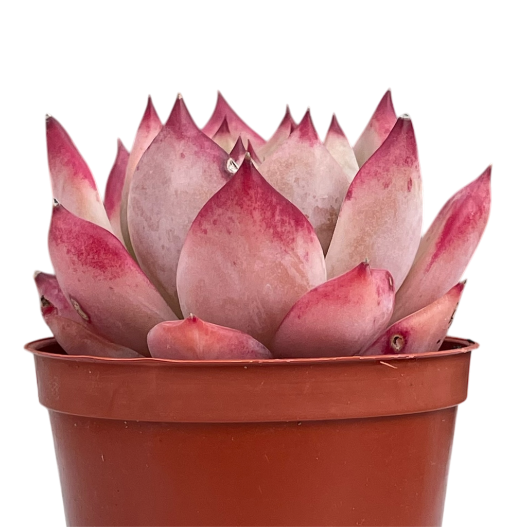エケベリア・コロラータ 'デザートハーモニー' – Surreal Succulents エケベリア・コロラータ 'デザートハーモニー' – Surreal Succulents