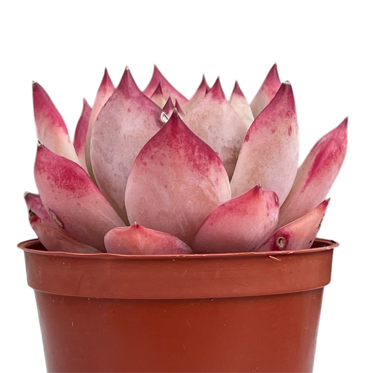 Echeveria colorata 'Desert Harmony'
