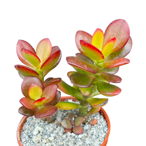 Crassula ovata minima