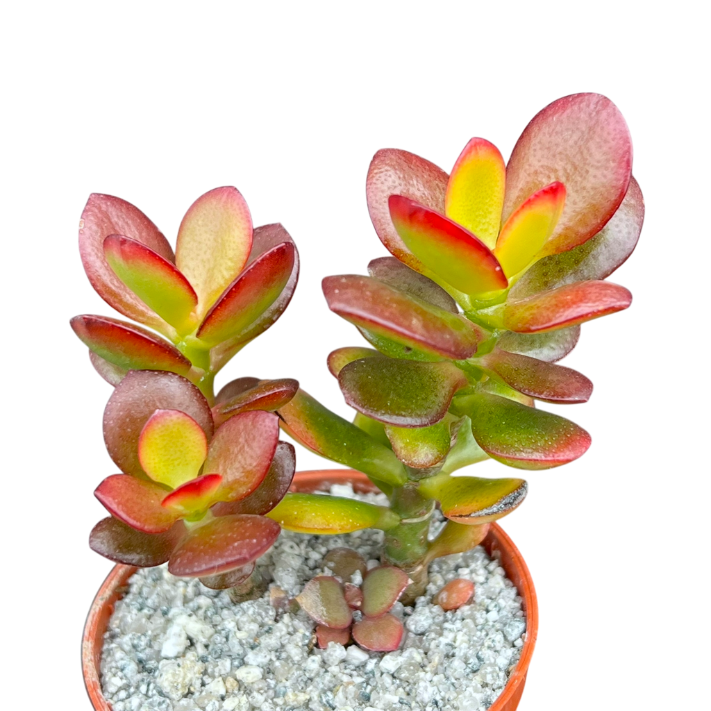 Crassula ovata minima