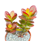 Crassula ovata minima