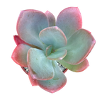 x Pachyveria 'Empress'