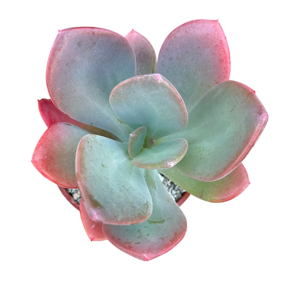 x Pachyveria 'Empress'