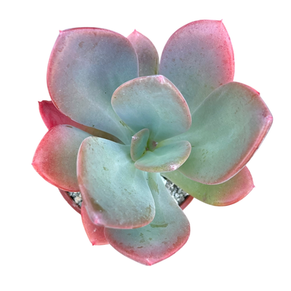 x Pachyveria 'Empress'