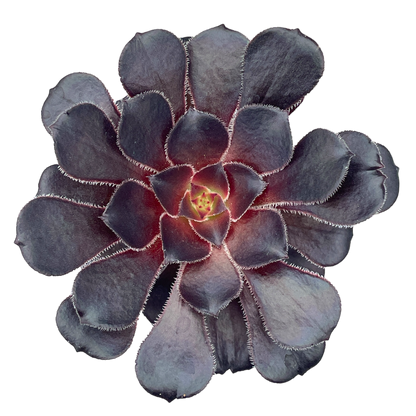 Aeonium 'Cashmere Black'