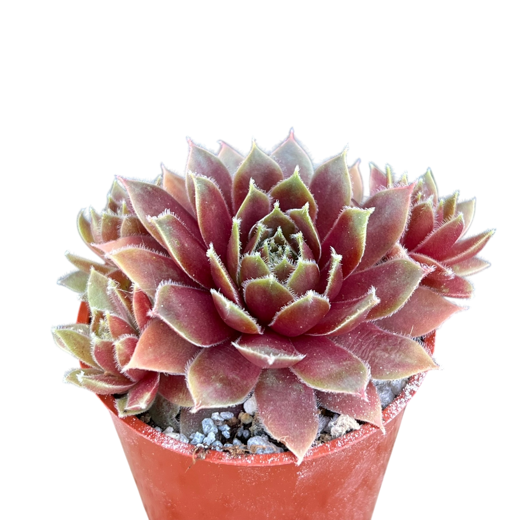 Sempervivum 'Irazu'