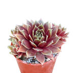 Sempervivum 'Irazu'