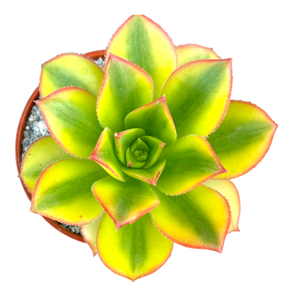 Aeonium 'Floresens'