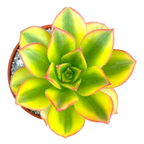 Aeonium 'Floresens'