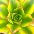 Aeonium 'Floresens'