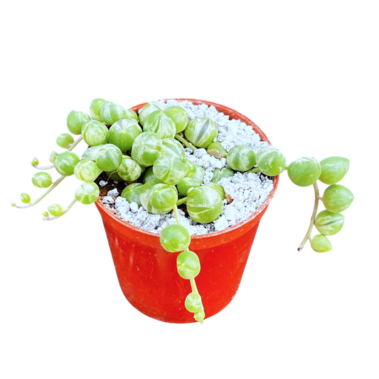 Curio rowleyanus 'Variegata'