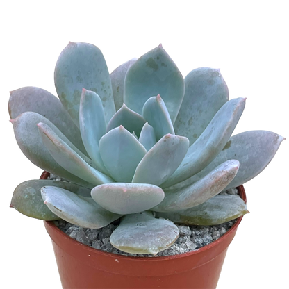 Echeveria 'Blue Star'
